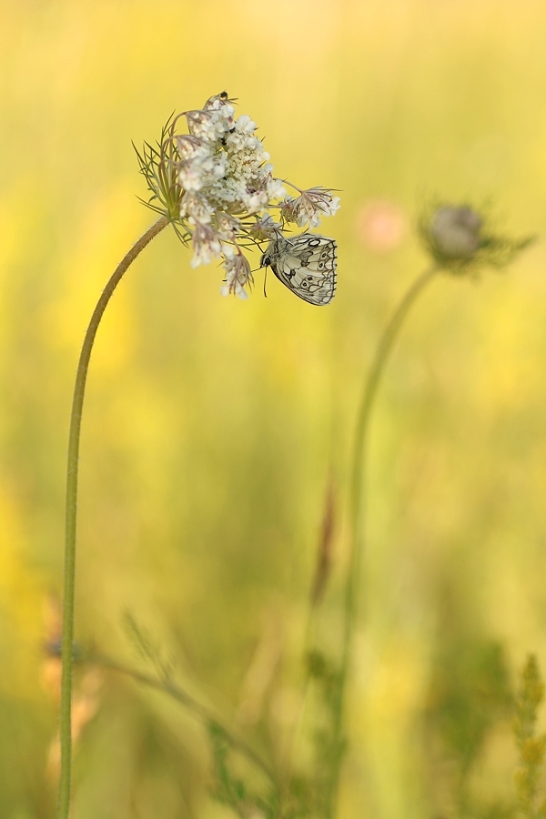 In der Sommerwiese