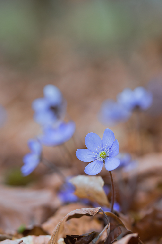 Frühlingserwachen