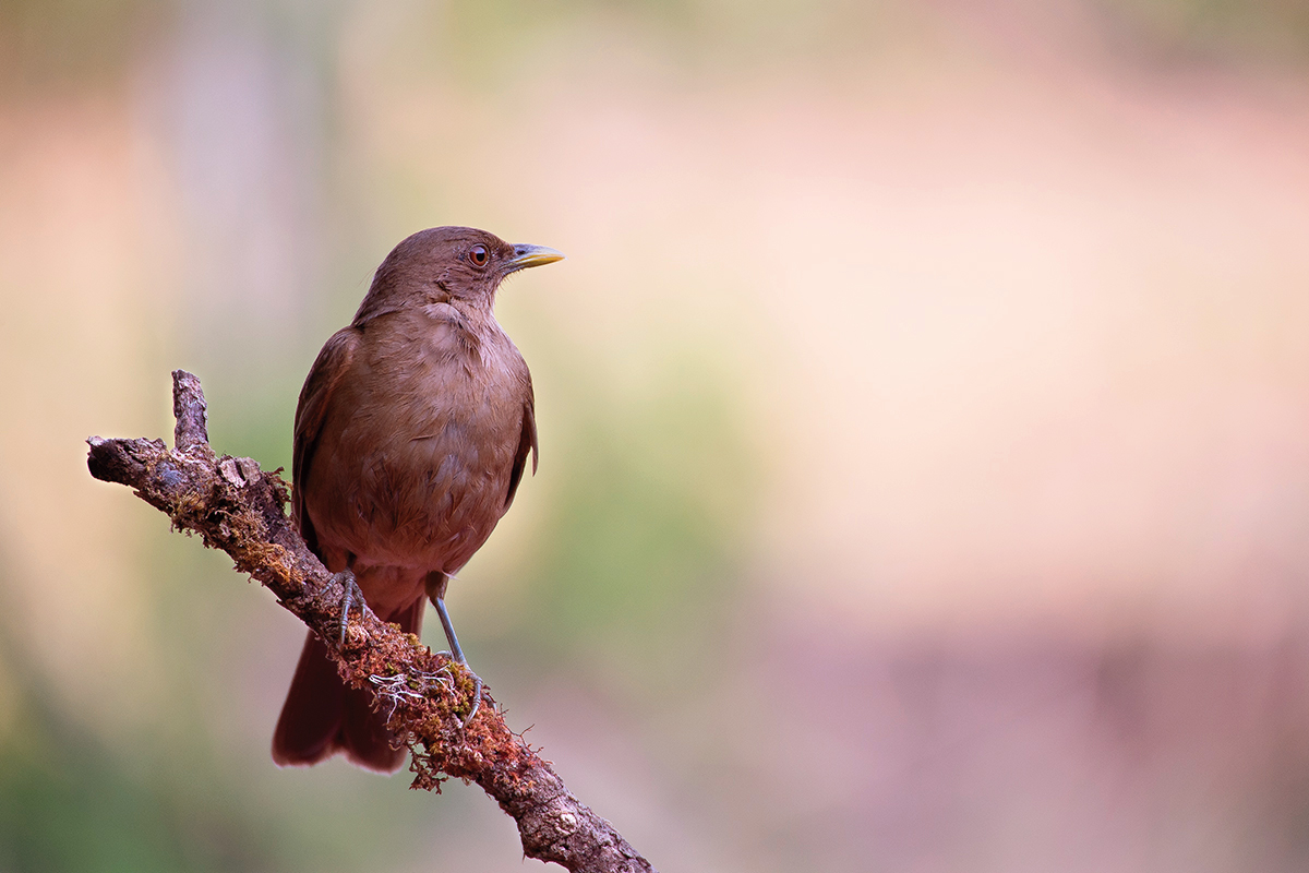 Der Nationalvogel von Costa Rica