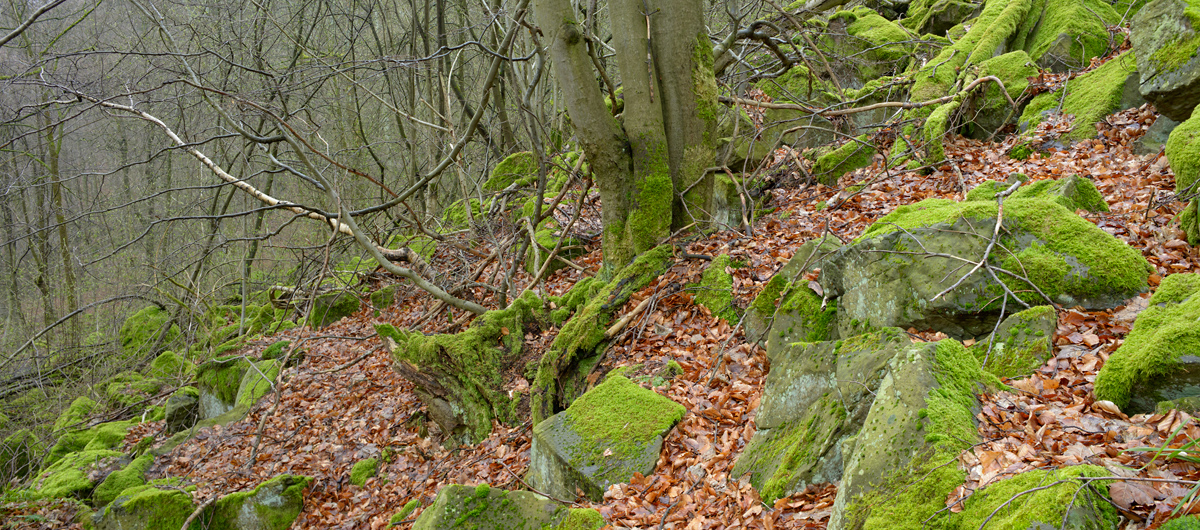 Grünes Waldchaos