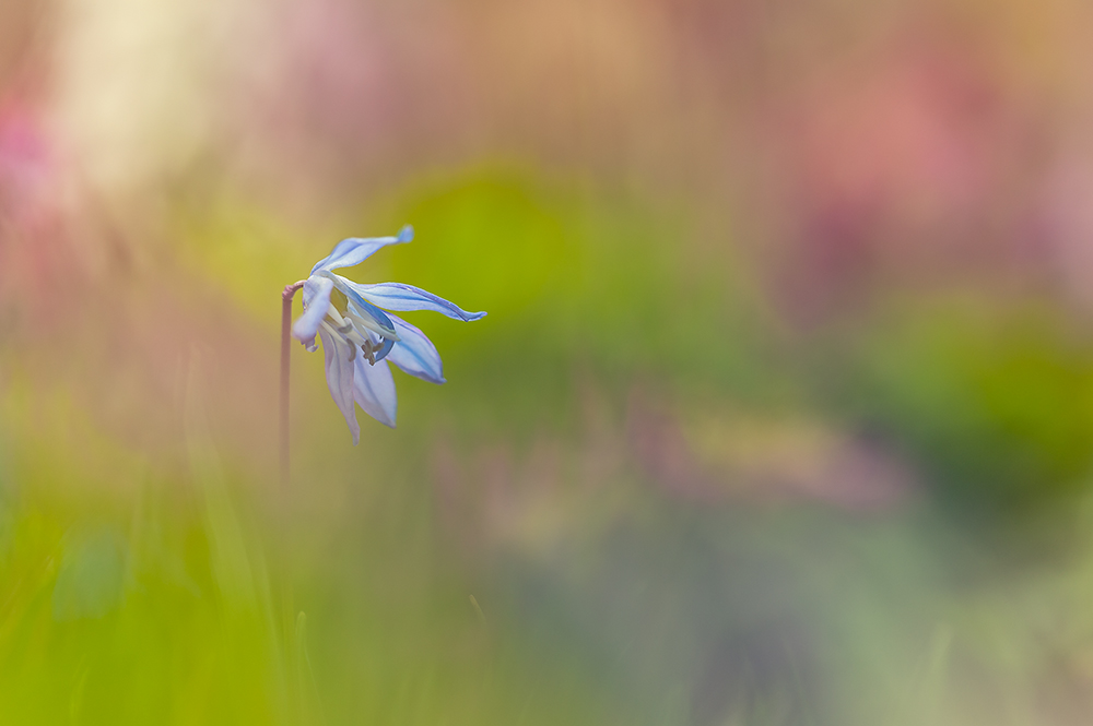 Blausternchen im Farbenrausch