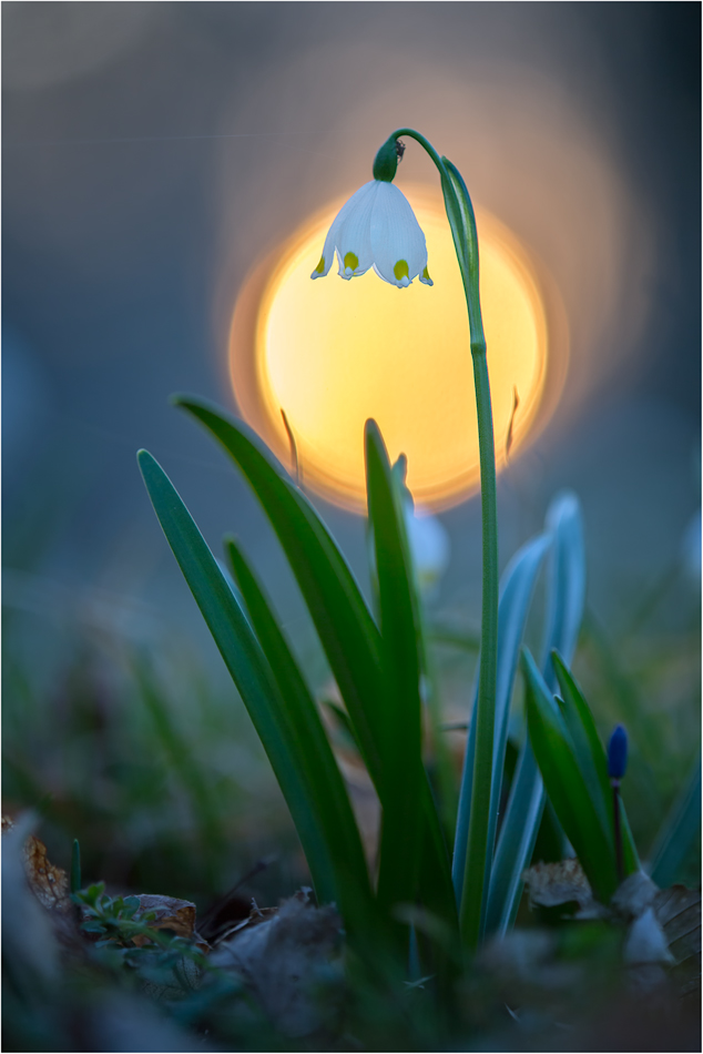 Elbauen in Blüte
