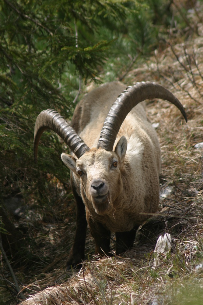 Steinwild Steinbock