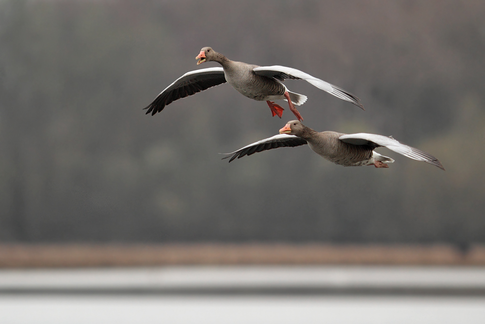 Graugänse im Flug