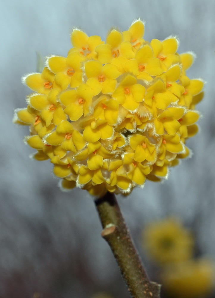 Edgeworthia crysantha 