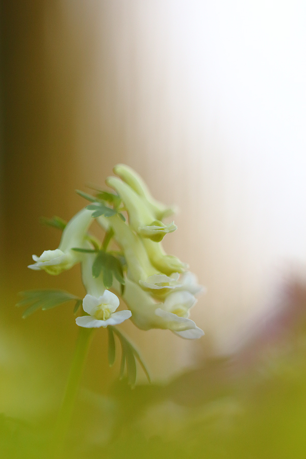 Albino