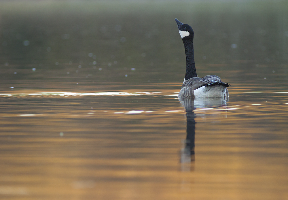 morgens am See IV