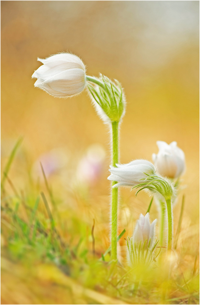 Pulsatilla vulgaris