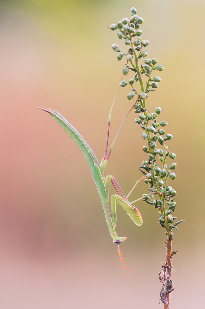 Plattenfund Mantis