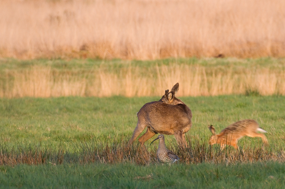 Wo sich Hase, Brachvogel und Rehbock "Gute Nacht" sagen