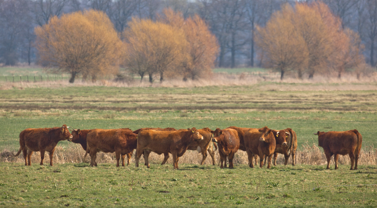 Schöne Weiden auf den Weiden....