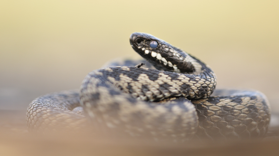Vipera berus