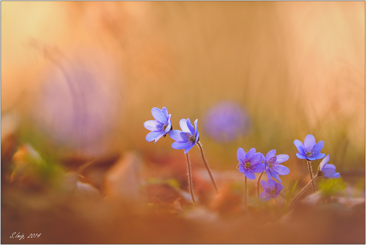 Hepatica nobilis