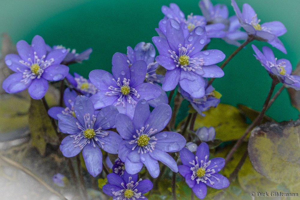 Leberblümchen nach dem Regen