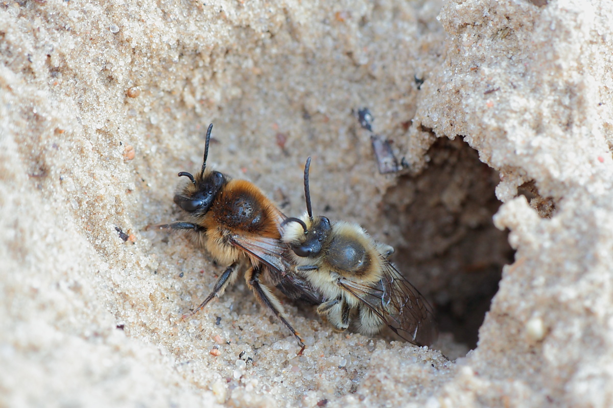 Sandbienenpaarung