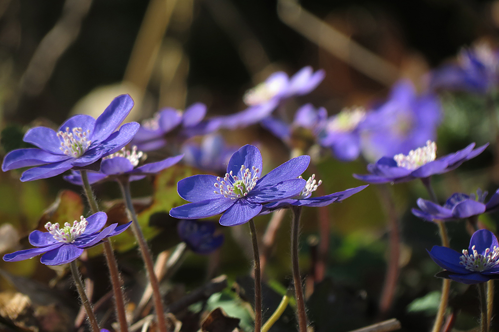 Leberblümchen 2