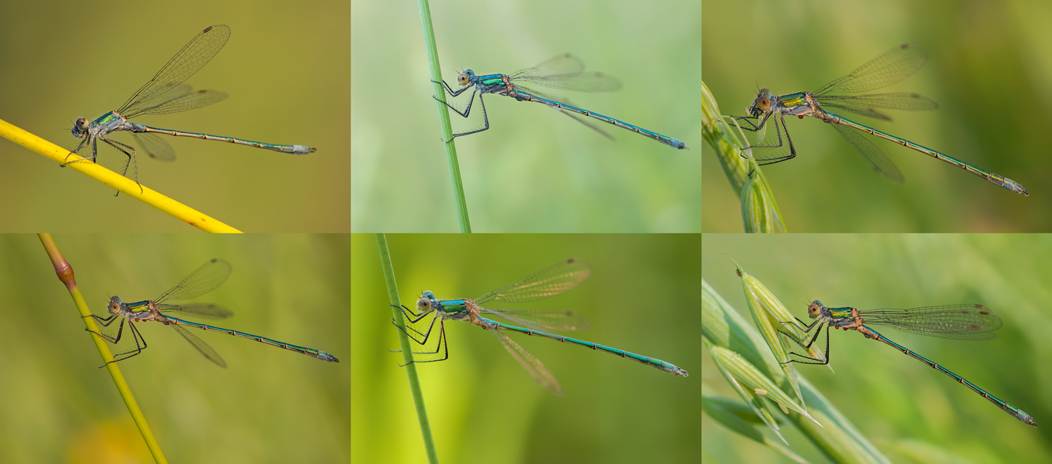 Emerald Damselfly