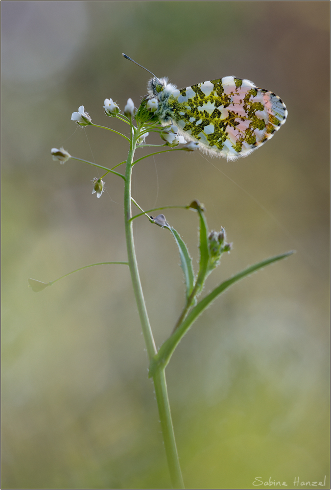 ~ orange tip ~