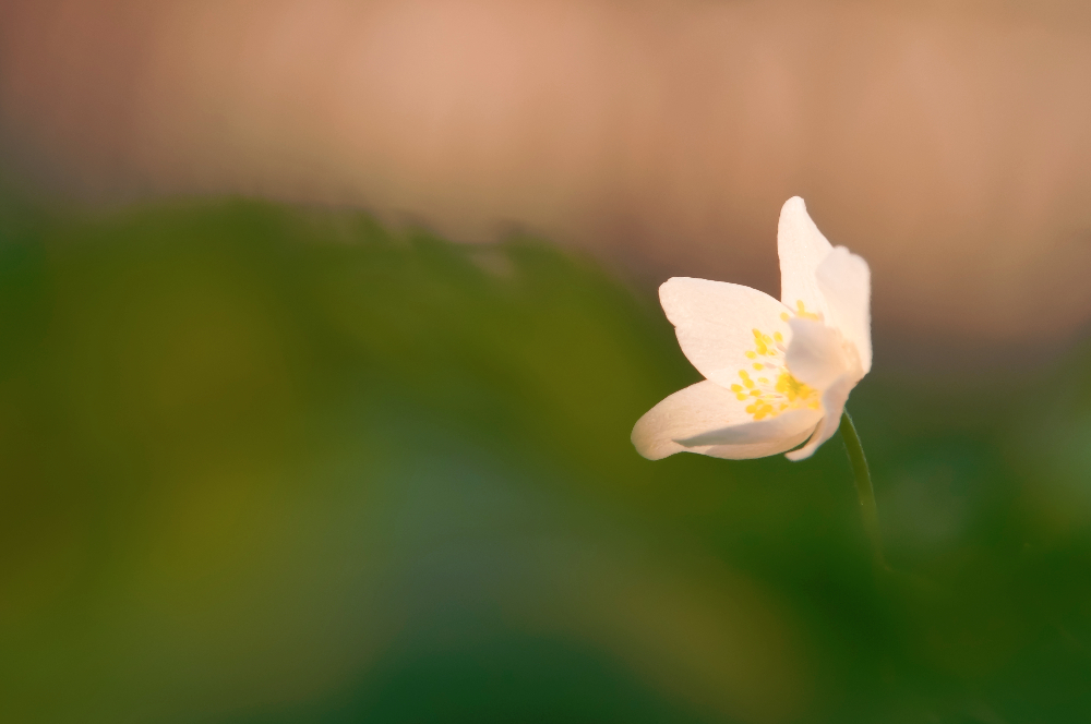 Sonnensegel im grünen Meer