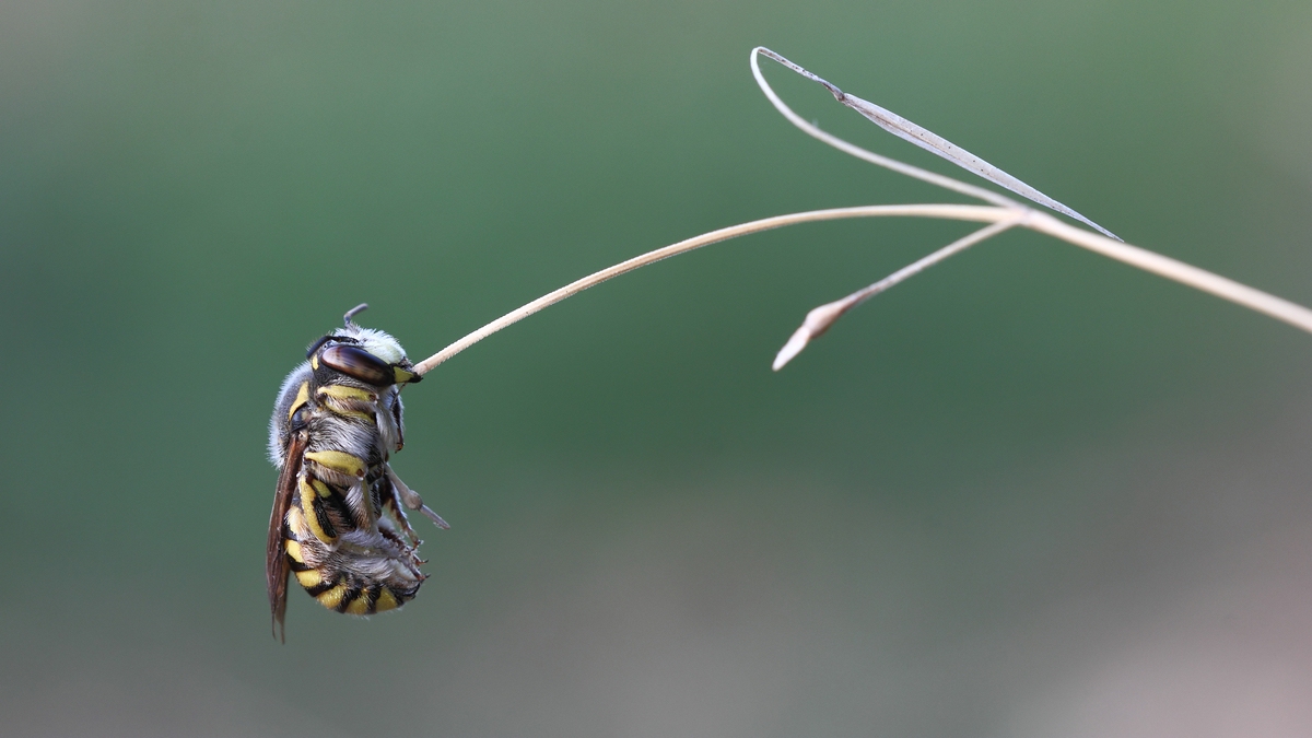 Anthidium florentinum (Premiere)