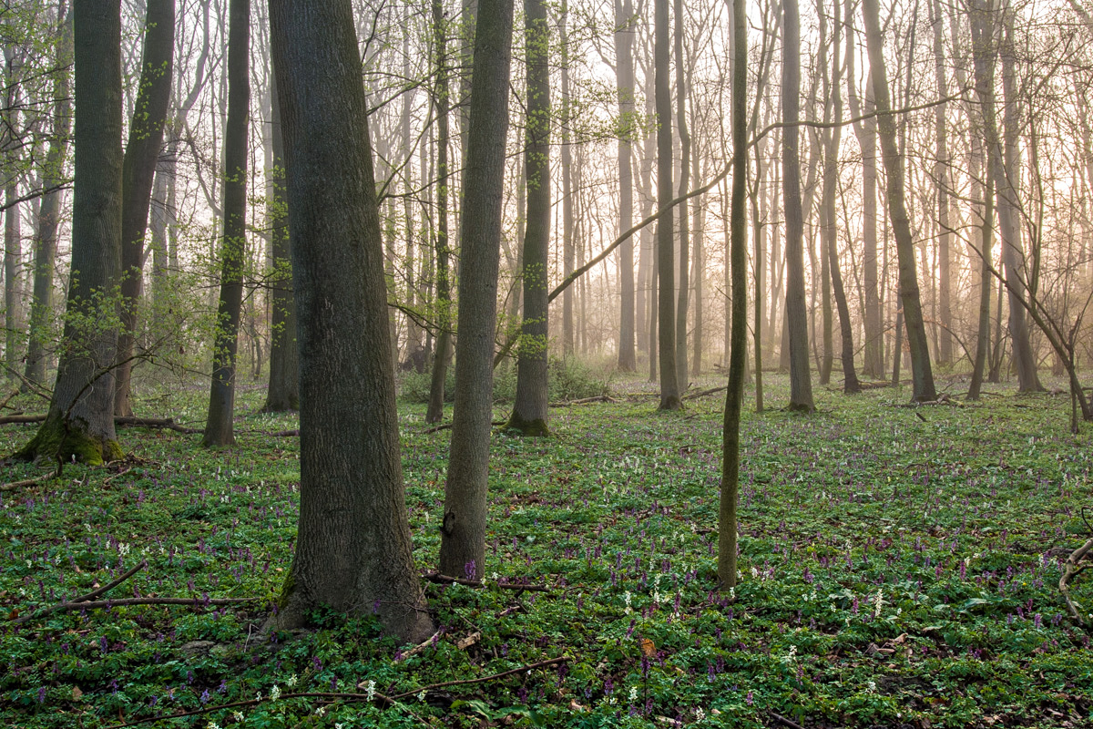 Frühlingsmorgen im Auwald 2