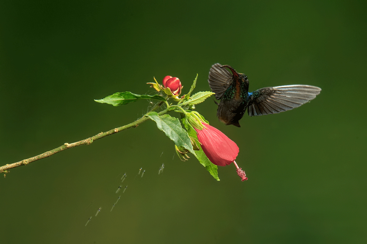 Grüner Schattenkolibri