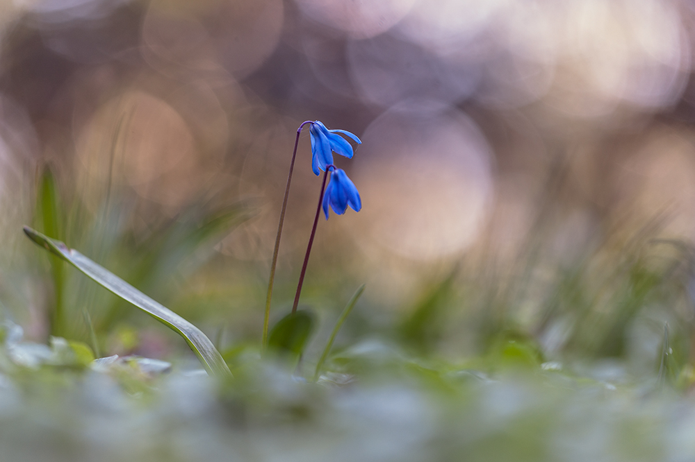Blausternchen