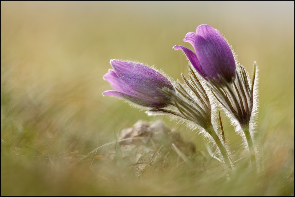 pulsatilla vulgaris