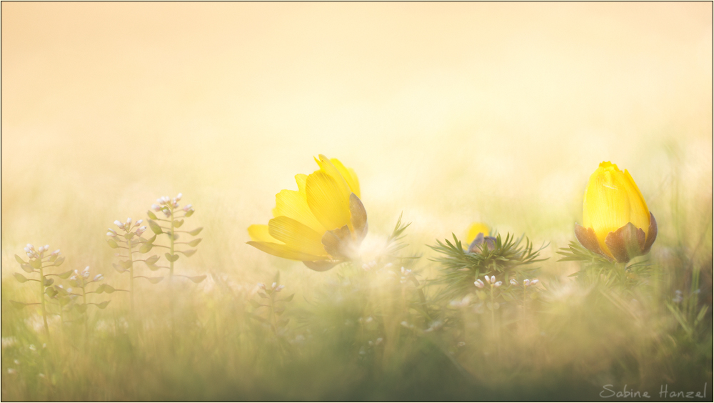 ~ adonis vernalis ~