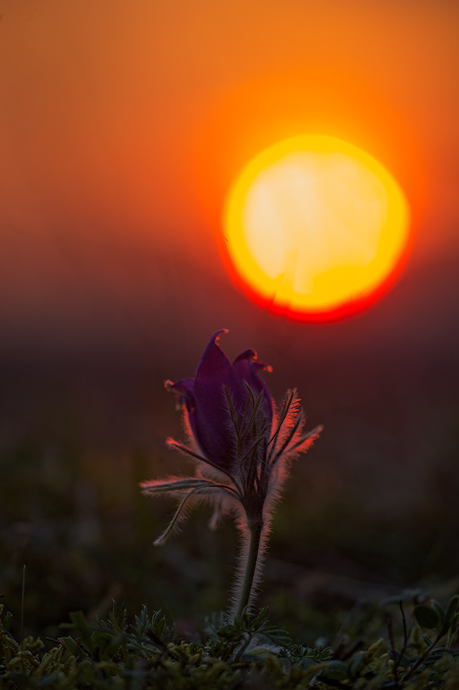 Kuhschelle im Sonnenuntergang