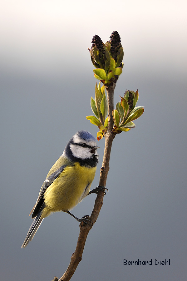 Blaumeise an Flieder