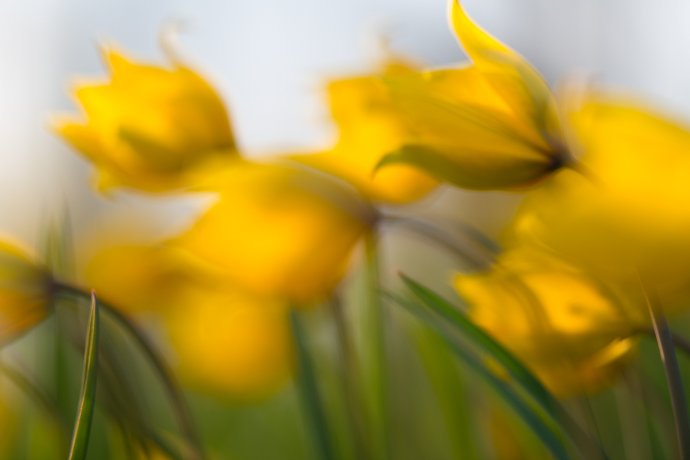 Wilde Tulpe - Tulipa sylvestris