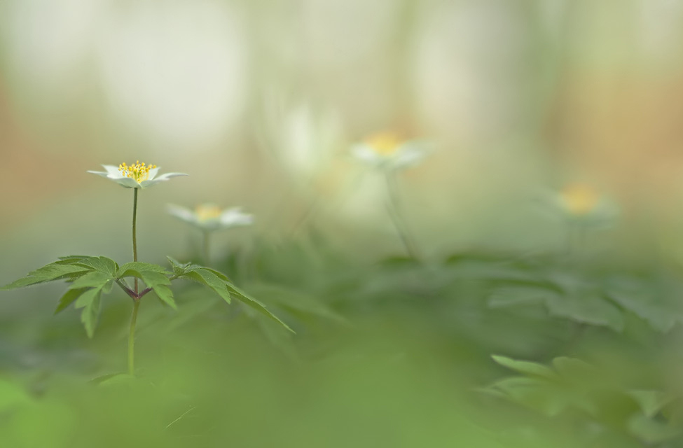 Der Traum im Wald