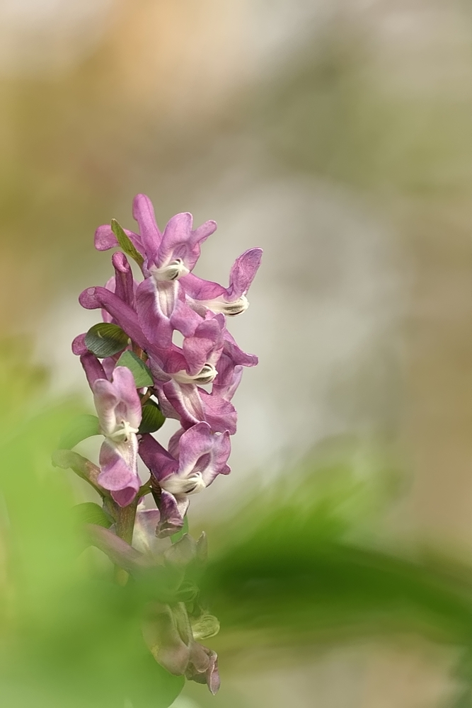 "Hohler Lerchensporn"