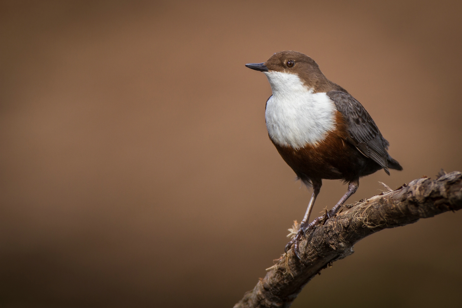 Wasseramsel an der Wupper