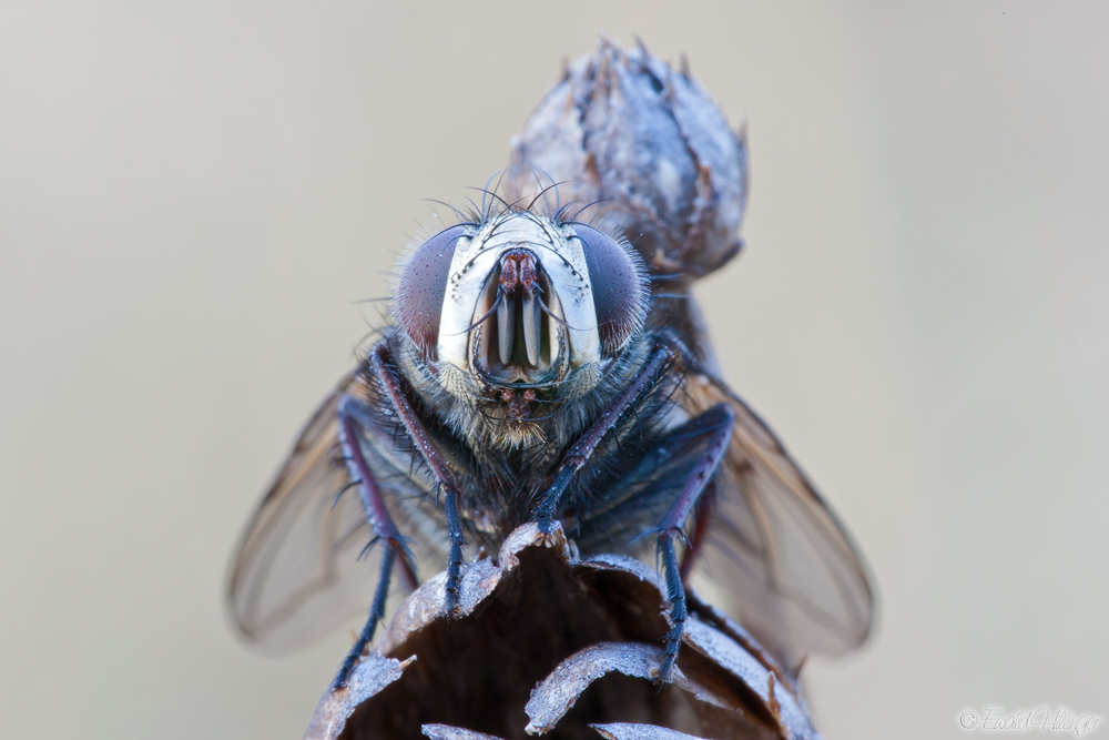 Draculafliege