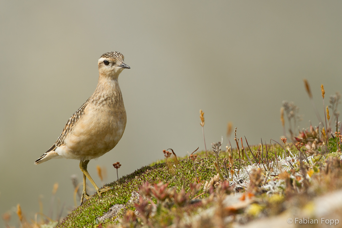 Mornellregenpfeifer (Charadrius morinellus)