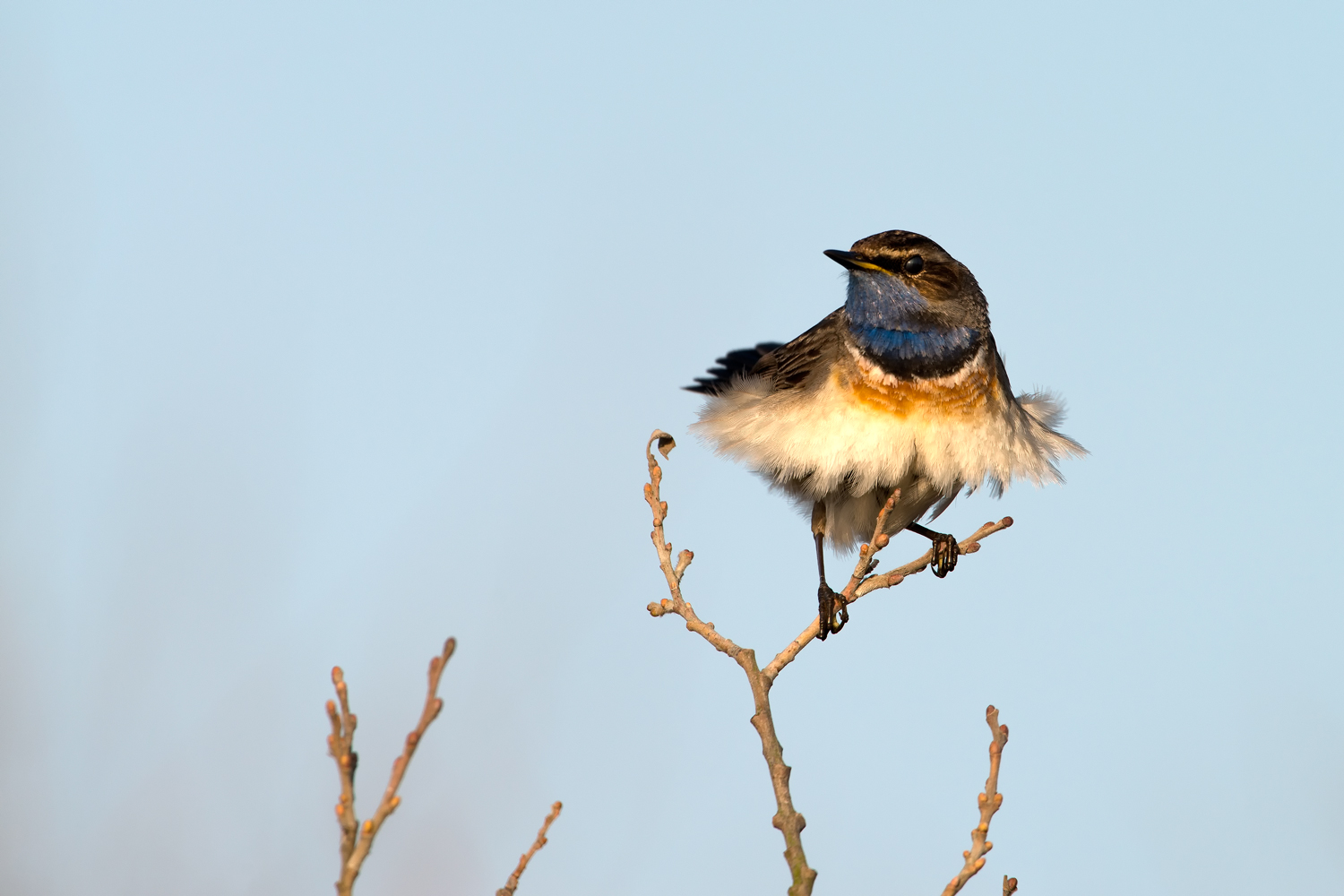 Blaukehlchen im Gefiederkranz