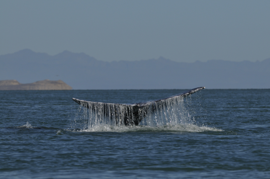 Auf Exkursion in der Kinderstube der Grauwale, Baja California