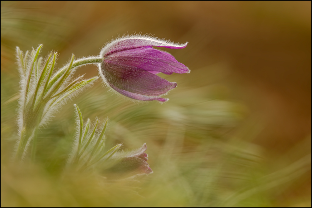 pulsatilla vulgaris II