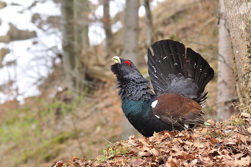 Im Bergwald