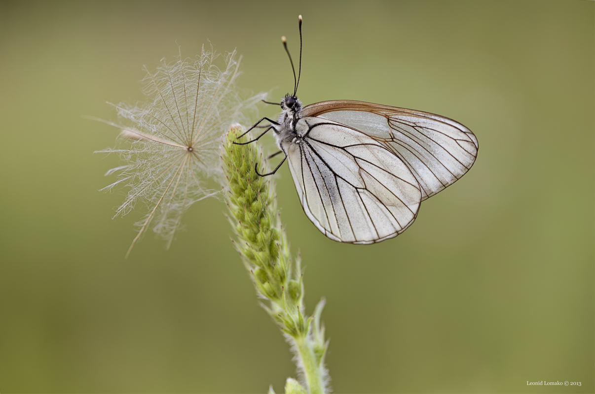 Aporia crataegi