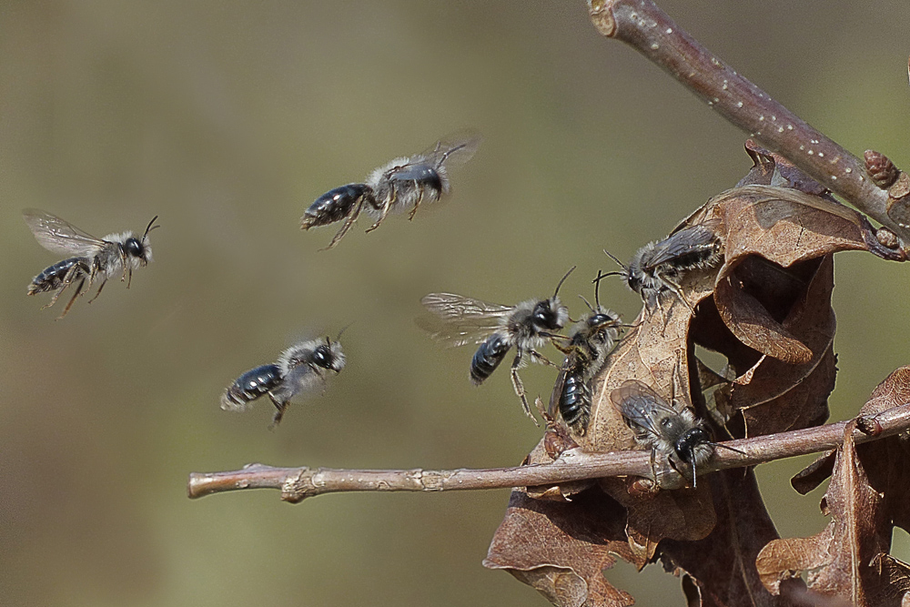 Wildbienen in der "Warteschleife"