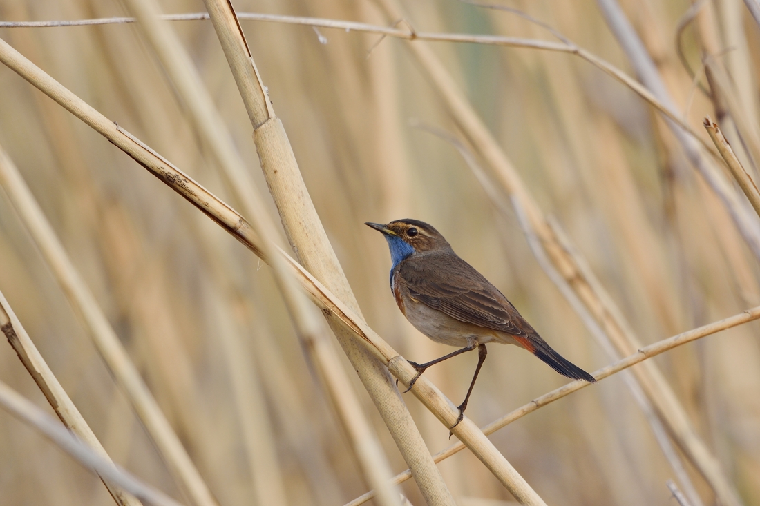 Blaukehlchen