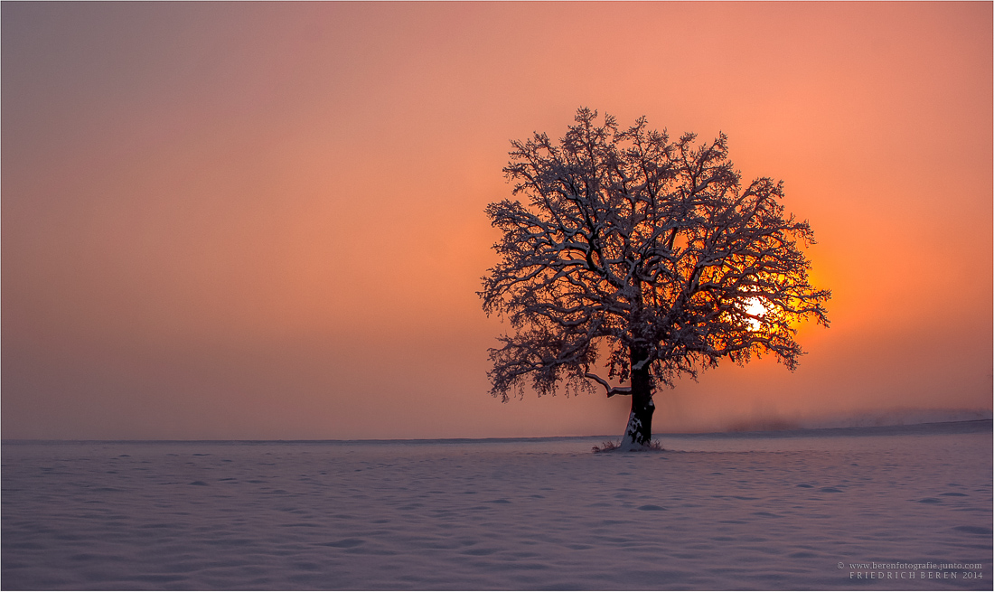 Winterbaum