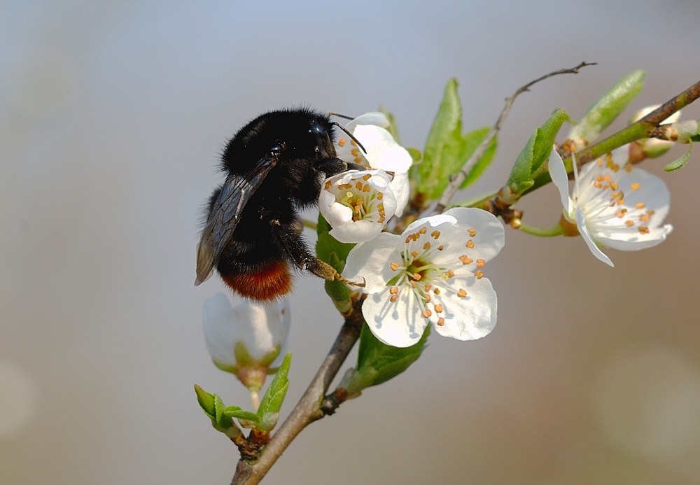 Steinhummel