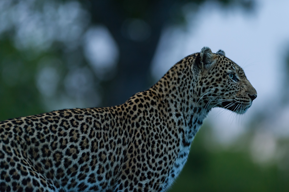 Leopard