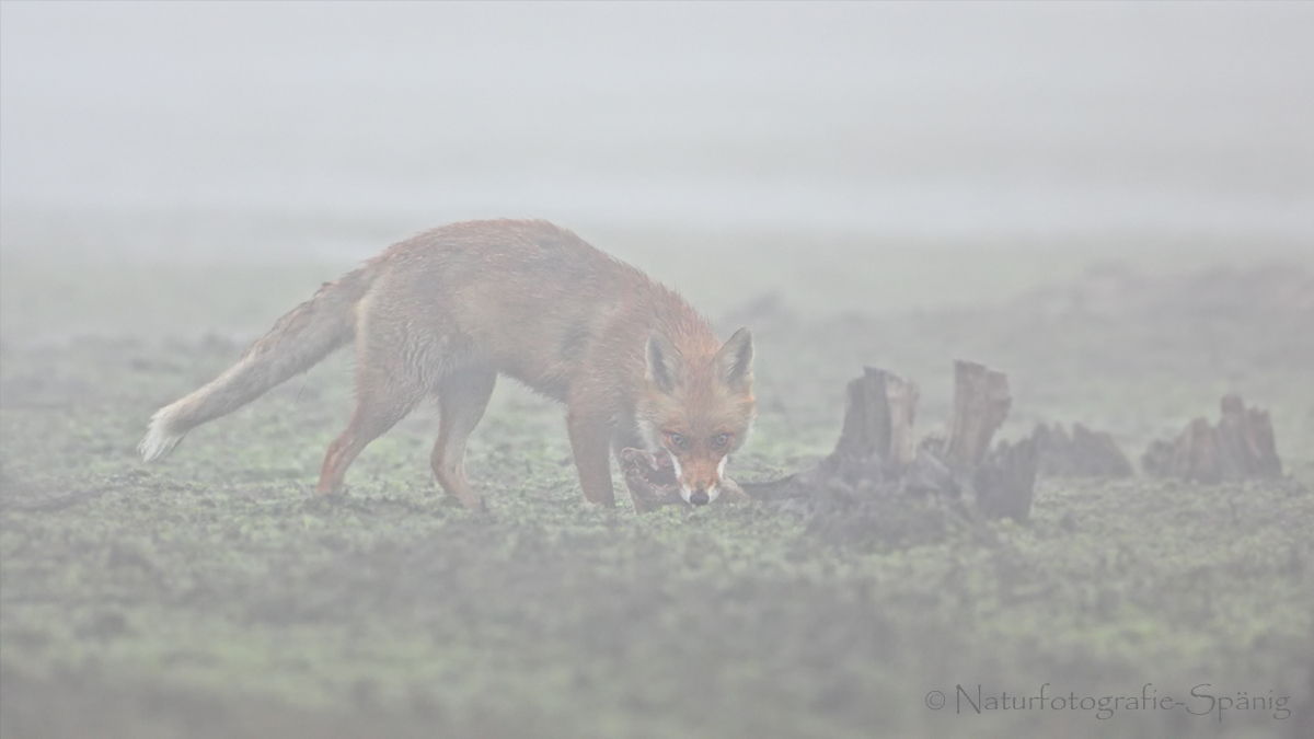 Frühmorgens im Nebel ...