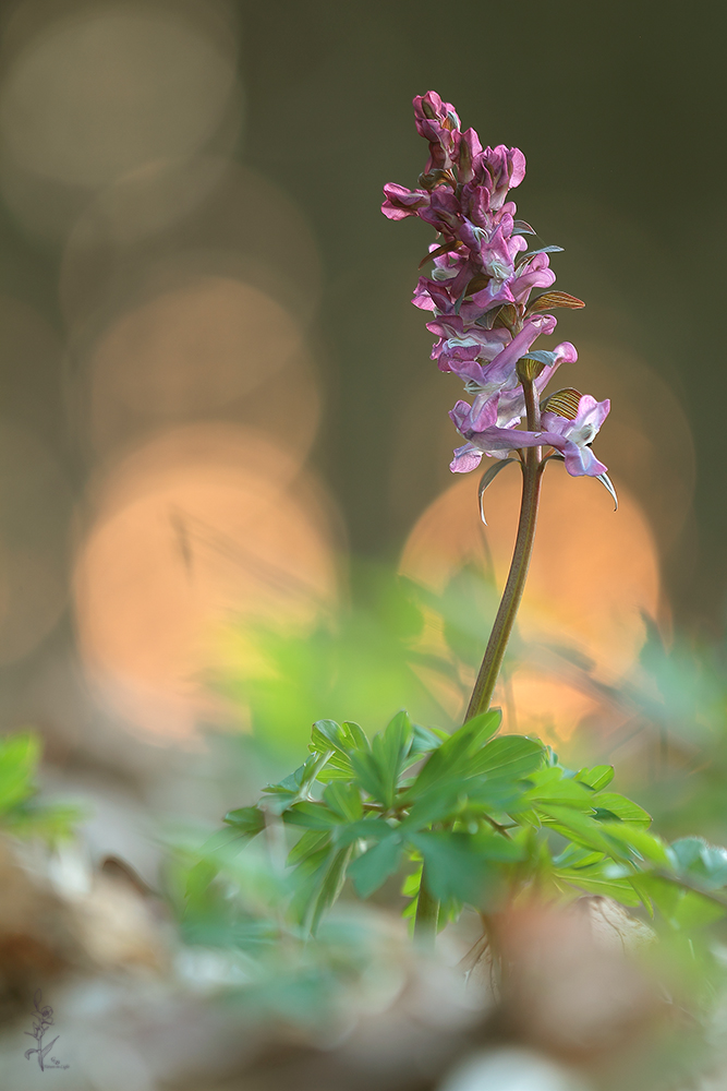 Corydalis cava