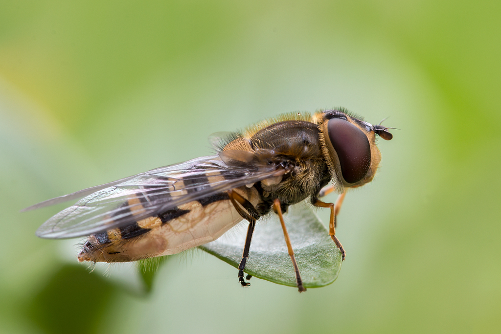 Gebänderte Buchenschwebfliege